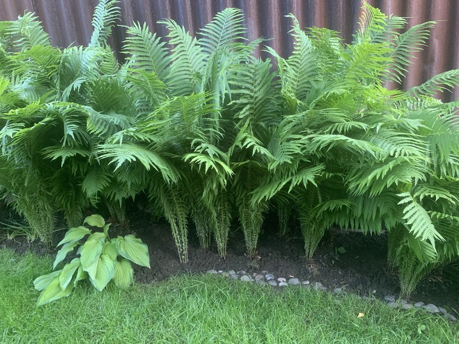 Кустарники хвойники травы