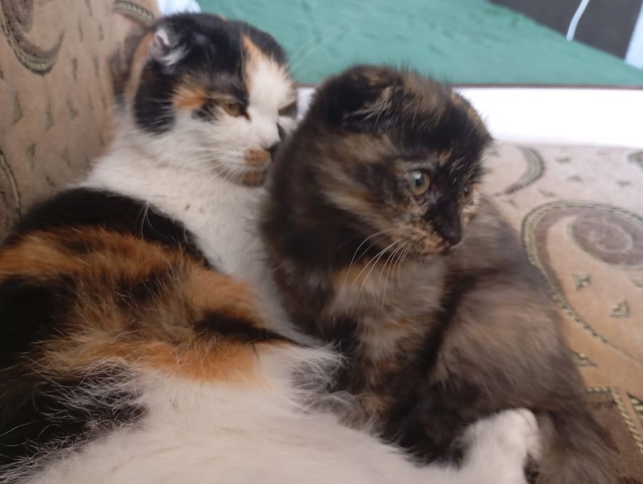 Котенок вислоухий шотландский