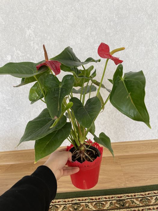 Антуриум мужское счастье