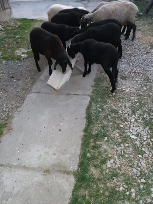 Miei carabasi de vanzare