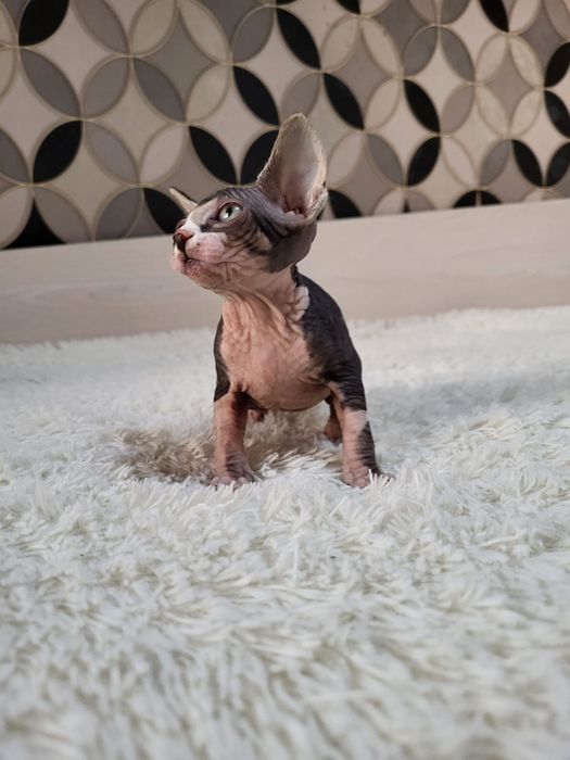 Донские Сфинксы.