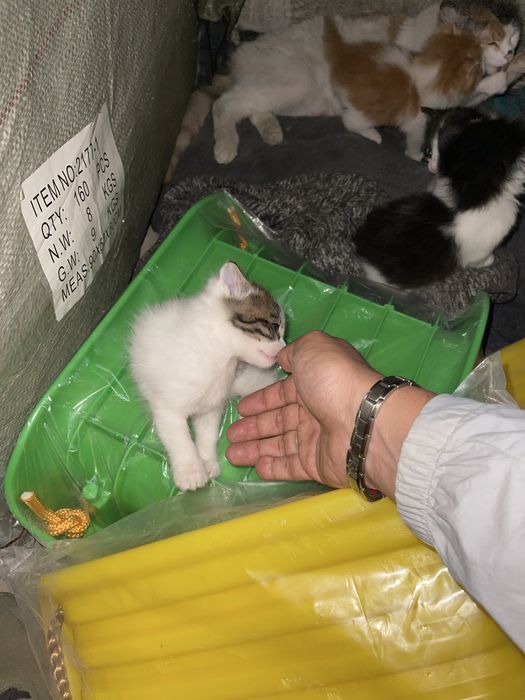 Отдам котят в добрый руки