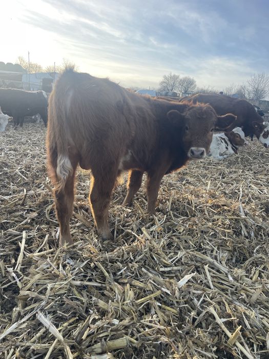 Vand vitel / tauraș