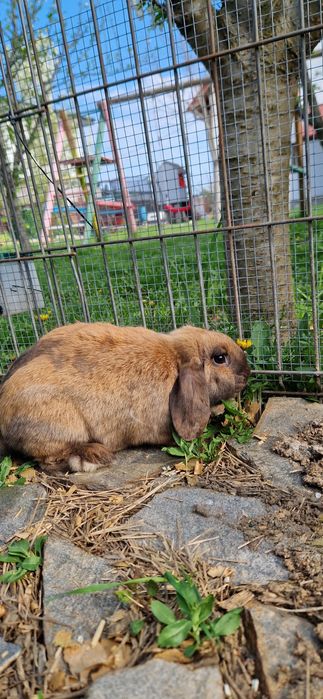 Iepure Berbec pitic mini lop