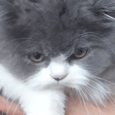 Скоттиш страйт хейланд кот