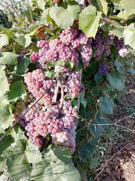 Продавам Сунгурларски червен мискет