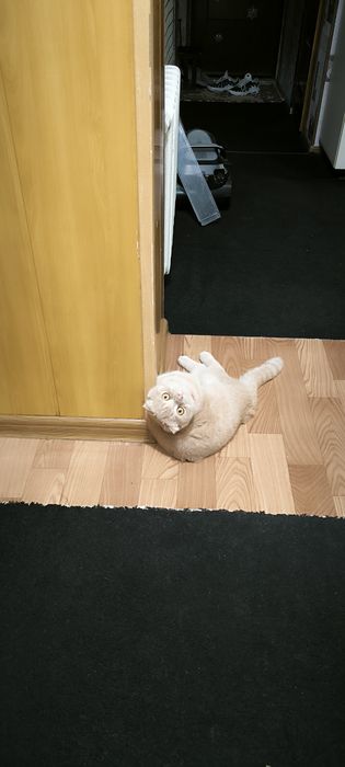 пропал котик вознаграждения гарантирую