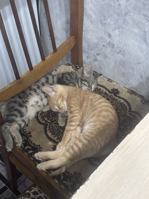 отдам котят в добрые руки
