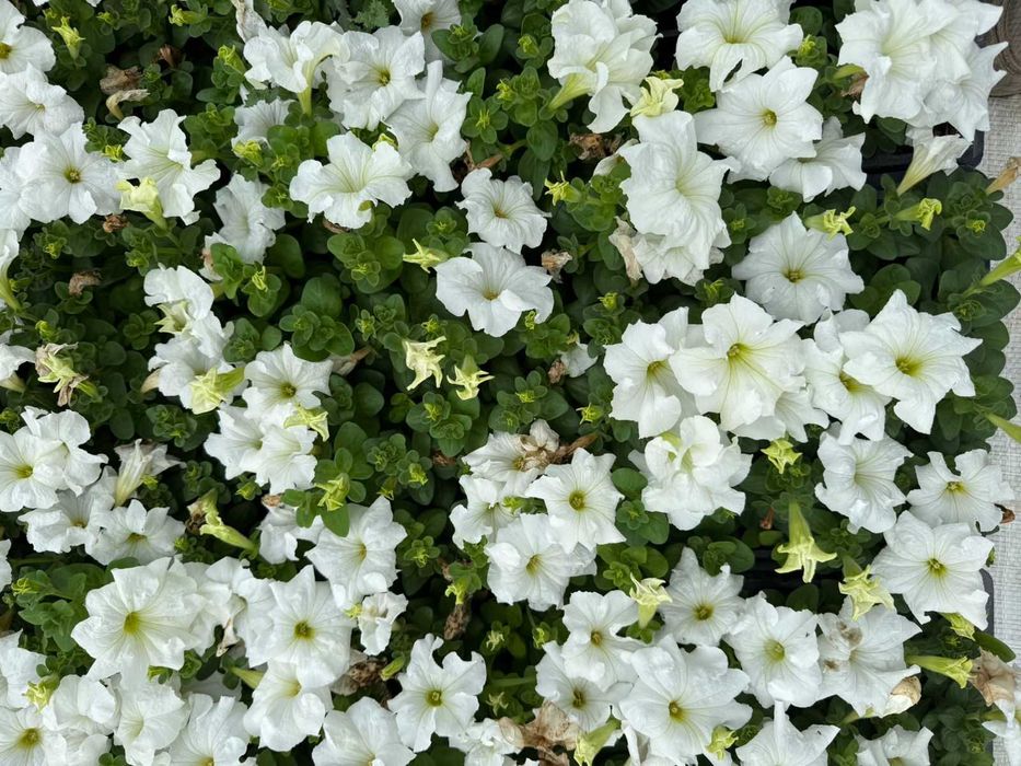 Петуня цветы рассады