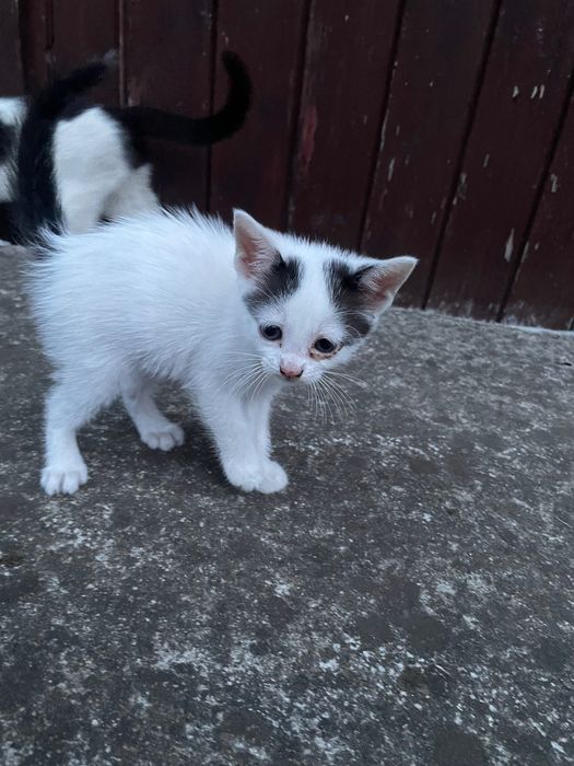 Pisici pentru adopție