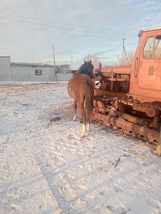 Ағылшын тайлар  полтарашки