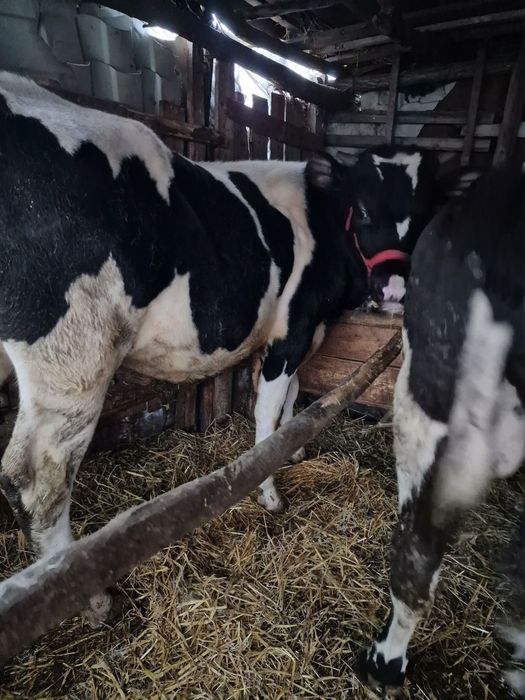 Vand  3 viteii, marfa de calitate 183 de milioane negociabil !