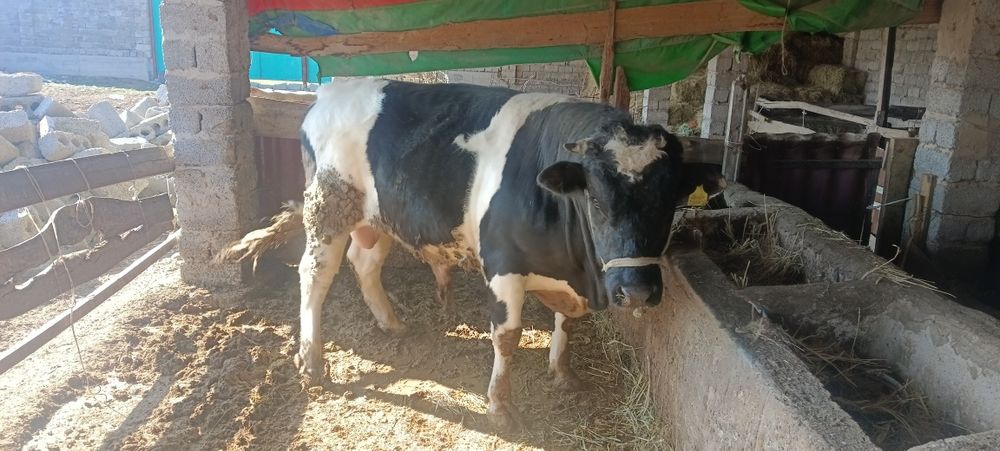 Бұқа сатылады,бордақылауда тұрған