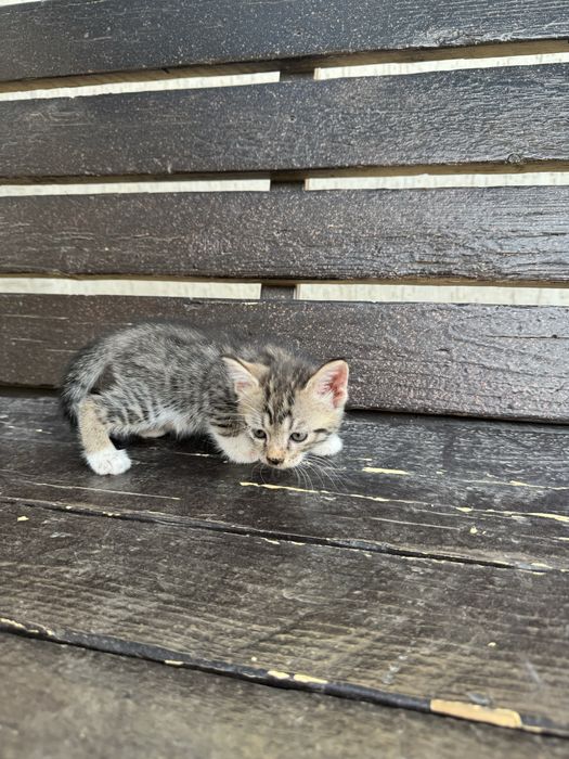 Отдам котят в добрые руки