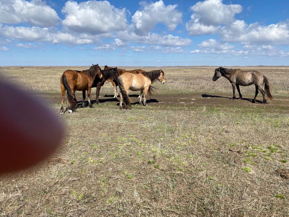 Продам лошаде дойные кобылы