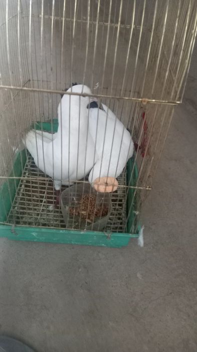 Ақ көгершіндер..