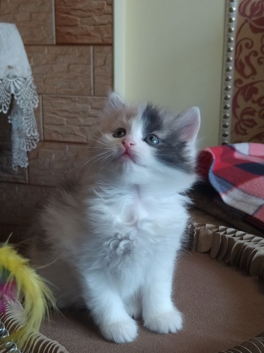 Сибирские котята