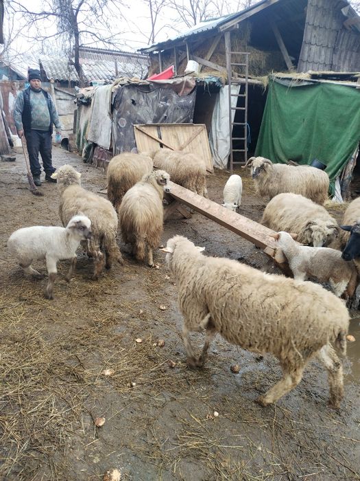 Vând 7 oi și un berbec