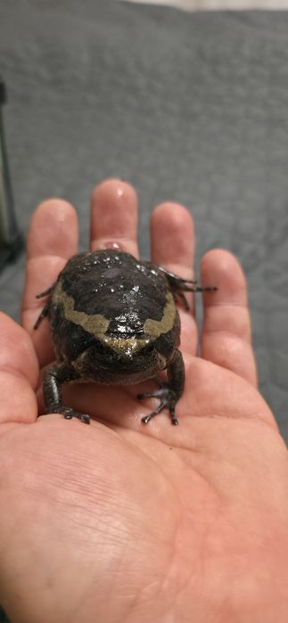 Terariu , pacman , bull frog