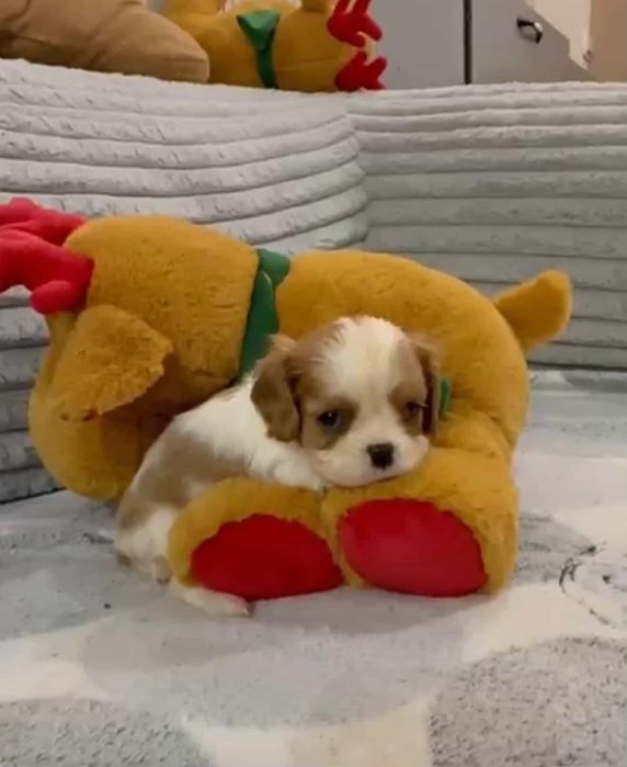 Кавалер Кинг Чарльз Спаниель