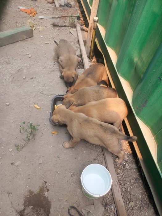 Отдам щенков в добрые руки