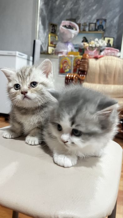 Британские котята