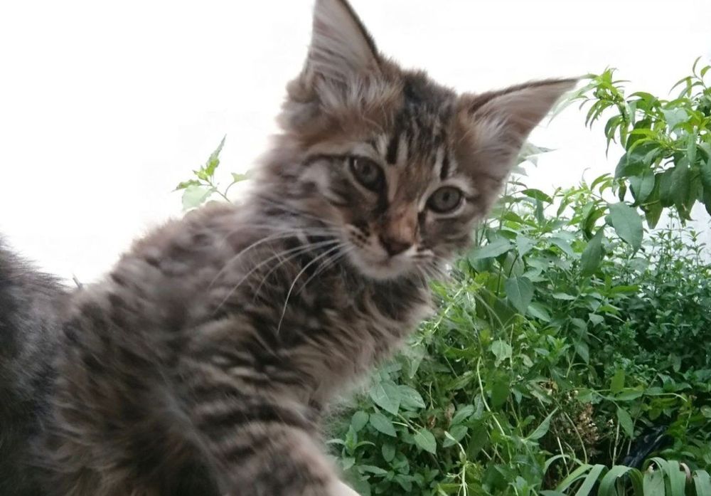 Котик мальчик пушистый