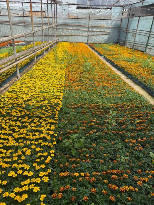 Bananza Gul urug’i Бананза Гул Гул кучатлари