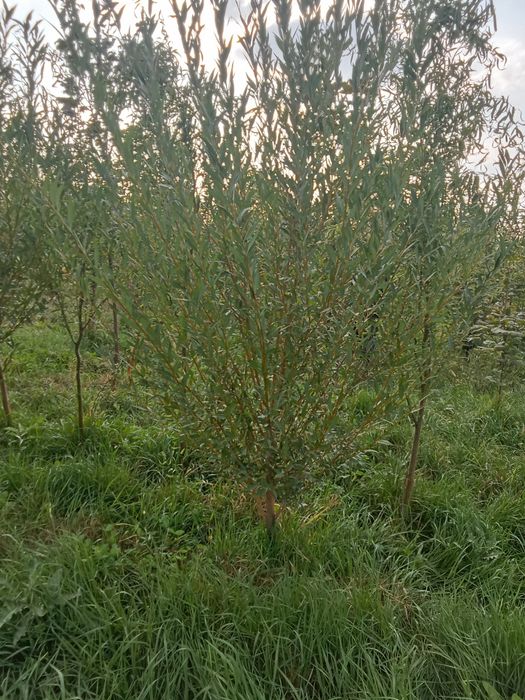 Катальпа от3м до 5