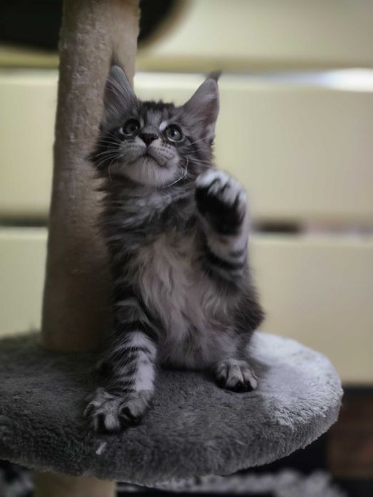 Продаются котята породы мейн-кун 2 мес