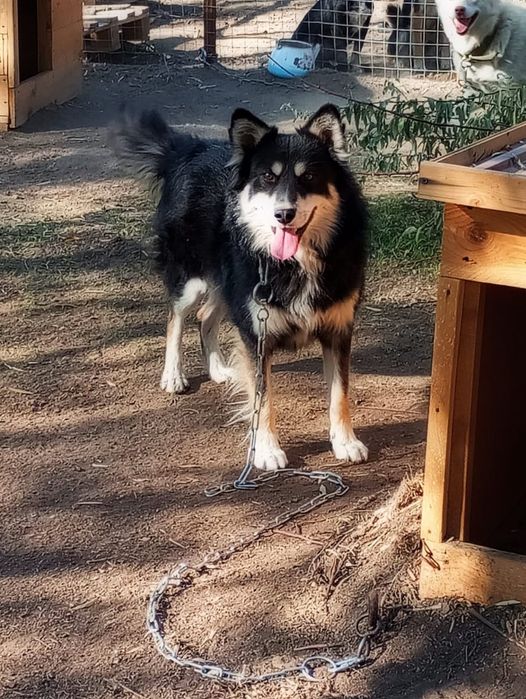 Пёс ищет дом! Алматы