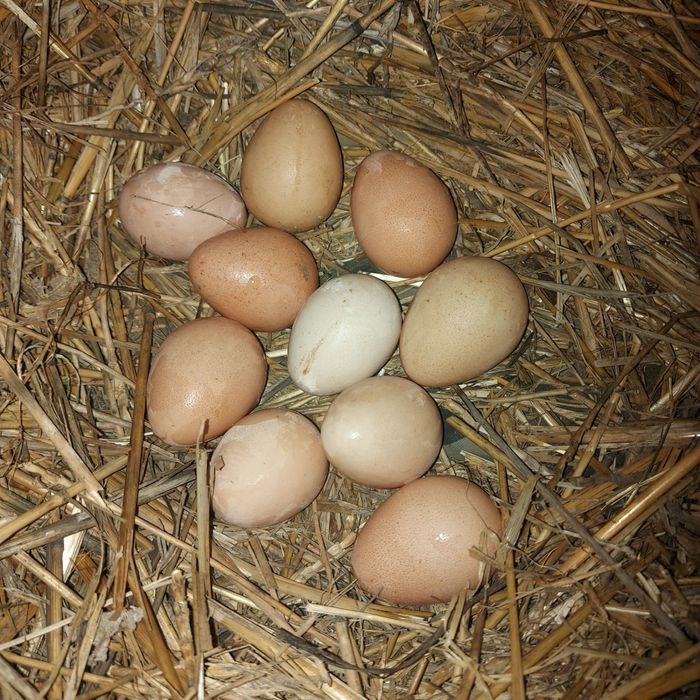 Срочно продам цесарки