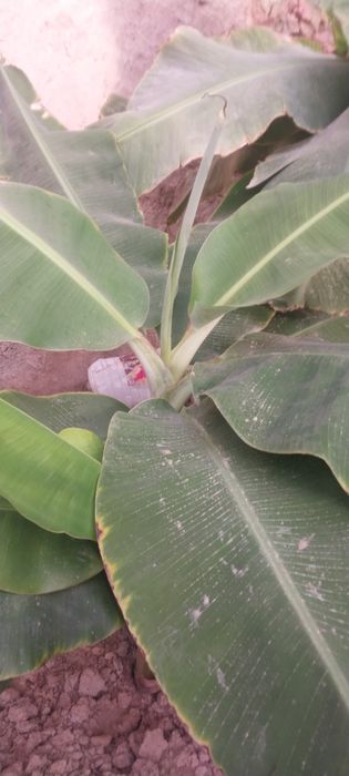 Banan ko'chat sotiladi