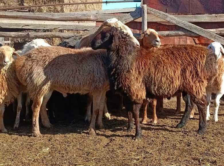 Кошкар 10 мес Эдильбай