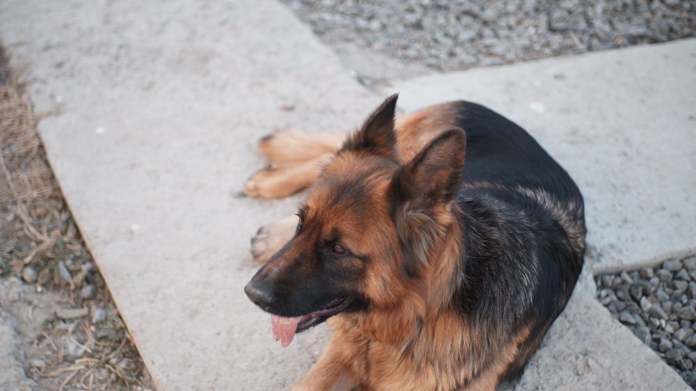 Потерялась немецкая овчарка