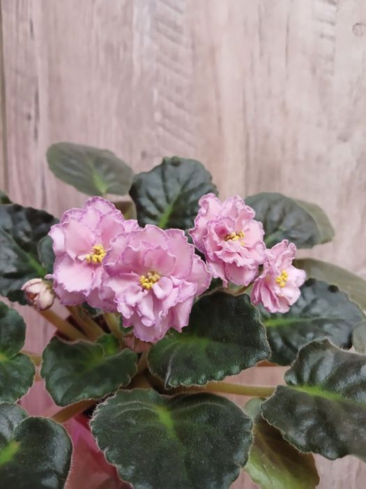 Цветущие фиалки  3000тг