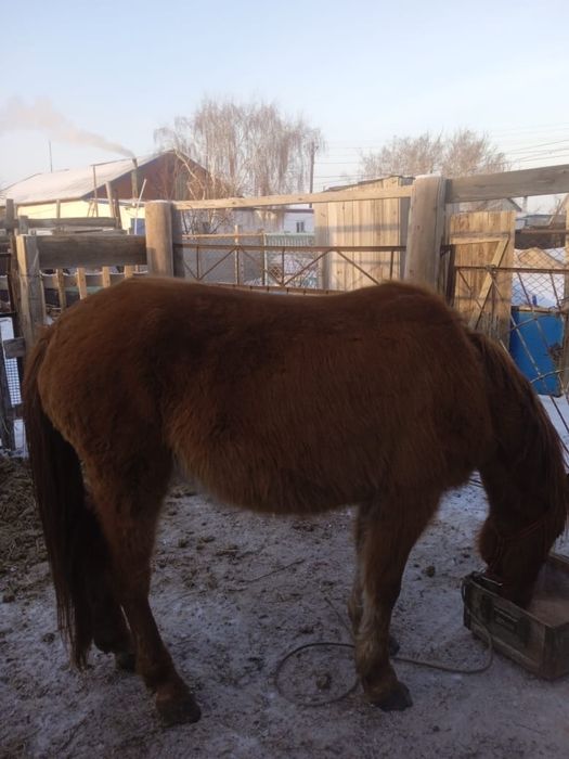 Продам лошадь жеребую