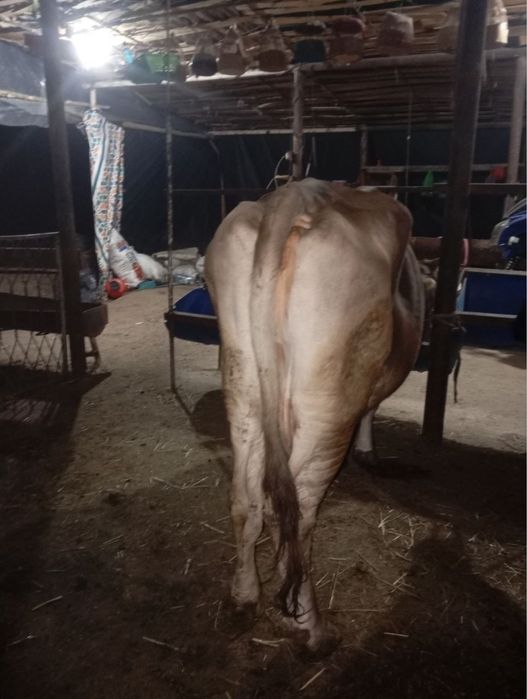 Сигир сотилади. Sigir sotiladi.