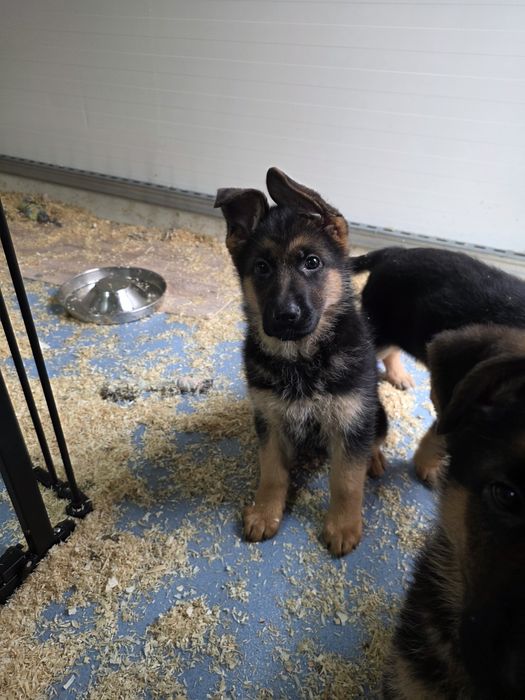 Ciobanesc german Femela