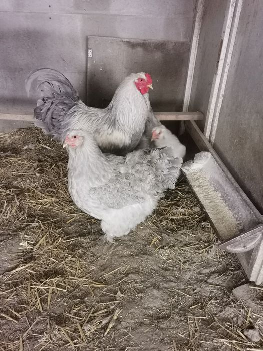 Vând ouă brahma porțelan și brahma izabel