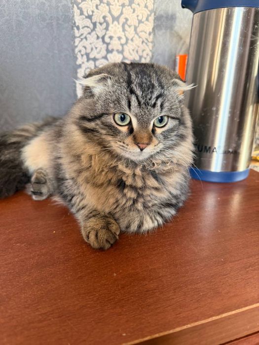 Отдам кота в добрые руки