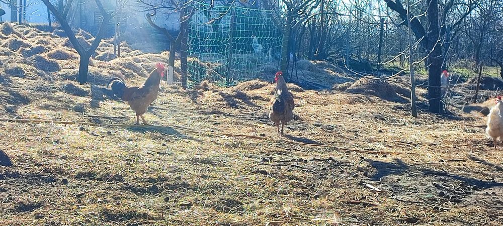 Продавам петли-свободно отглеждани