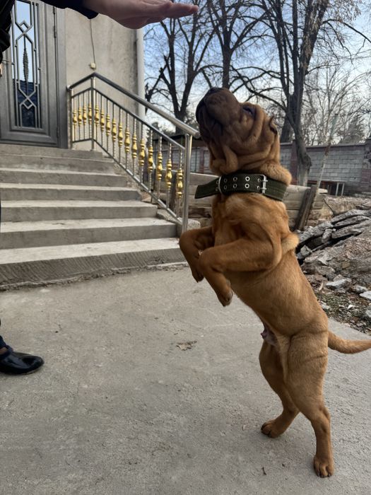 Китайский шарпей