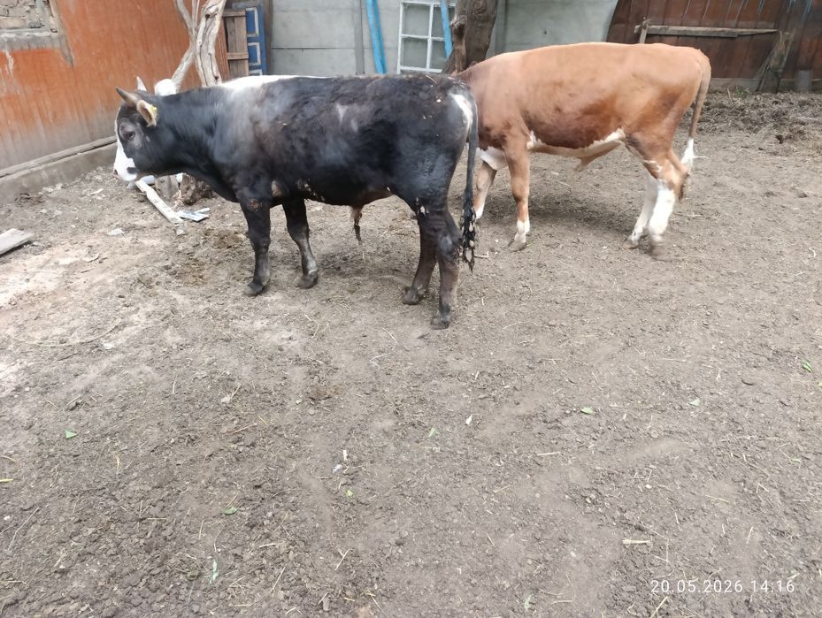 Продам двух хороших быков