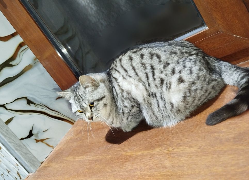 Skotish strayt skotish fold tabby shinshilla o'g'il bola mushukchalar