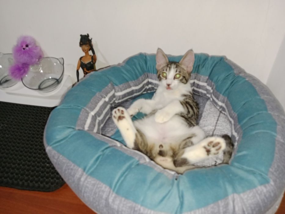 Подрощенный мальчик