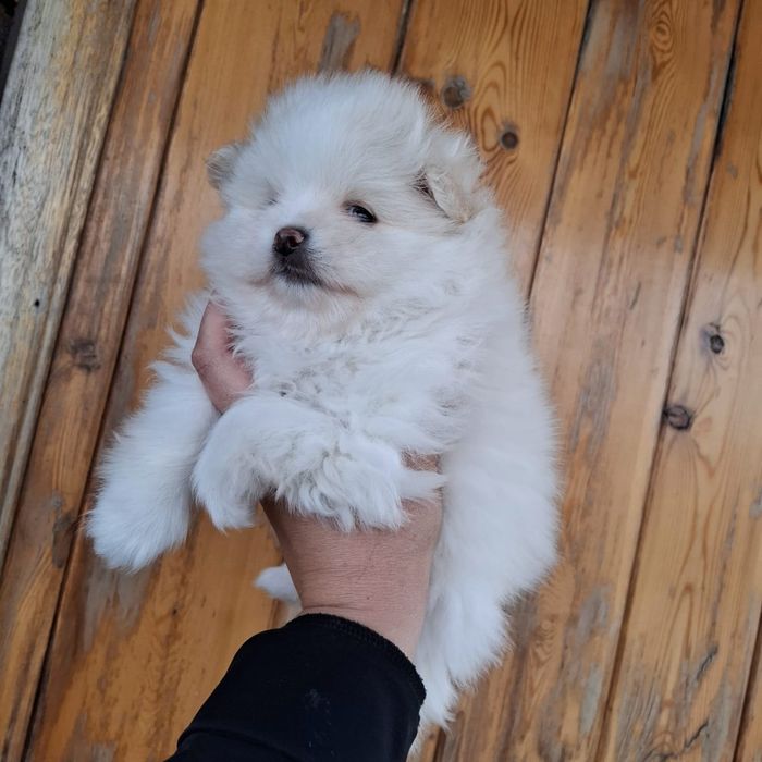 Плюшевые щенки шпица