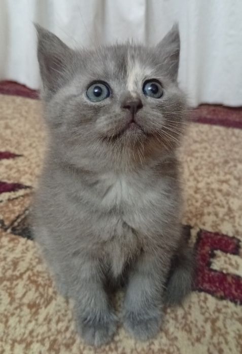 Срочно!Британские котята