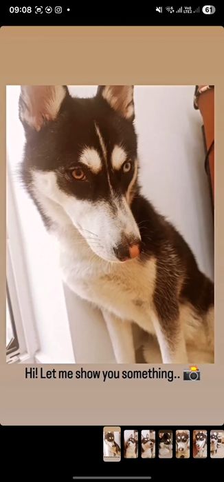 Adopții-husky siberian
