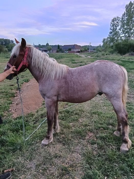 Mănzú devănzare 1 an